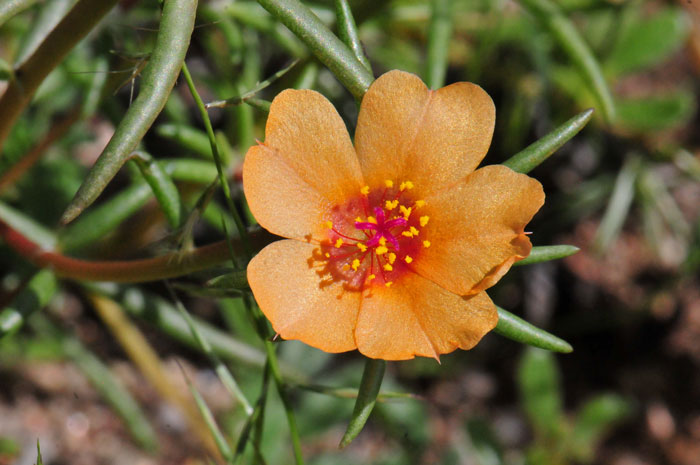 Portulaca suffrutescens, Shrubby Purslane